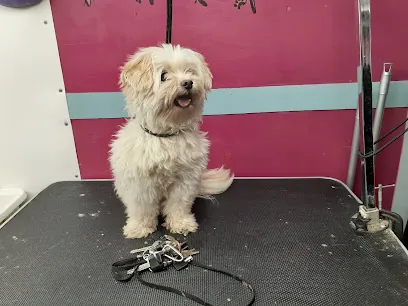 Rush Rover Mobile Grooming — photo from their website