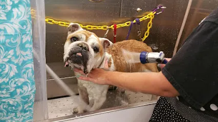 kawaii Klips mobile pet spa — photo from their website