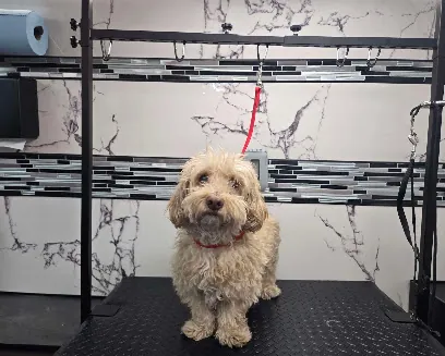 FurClips Mobile Pet Grooming — photo from their website