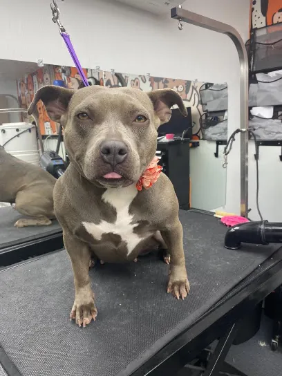 Doggie Do'little "On the Move" Mobile Pet Salon & Spa — photo from their website