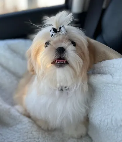 Adore Mobile Pet Spa — photo from their website