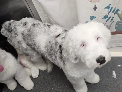 Wag-A-Long Mobile Pet Salon and Spa — photo from their website
