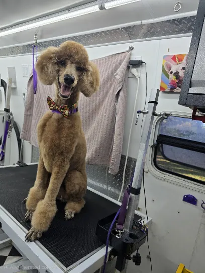 Clippity Snip-Pets Mobile Dog Grooming — photo from their website