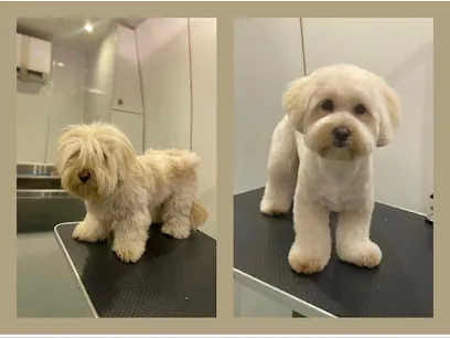 A to Z mobile dog grooming — photo from their website