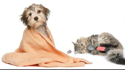 Mobile Pet Grooming by Alexis — photo from their website