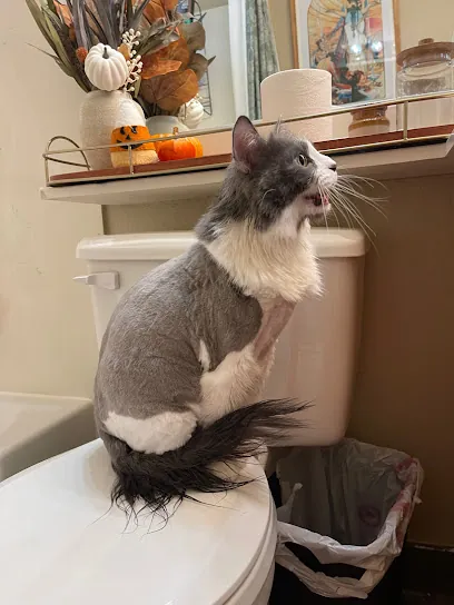 Cat Grooming House Call — photo from their website