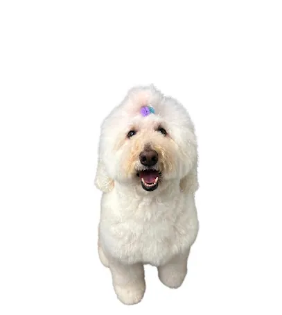 Bailey & Friends Mobile Dog Grooming — photo from their website