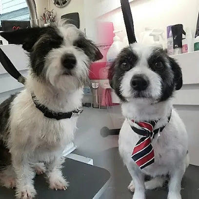 Studio Fifty Fur Mobile Pet Grooming — photo from their website