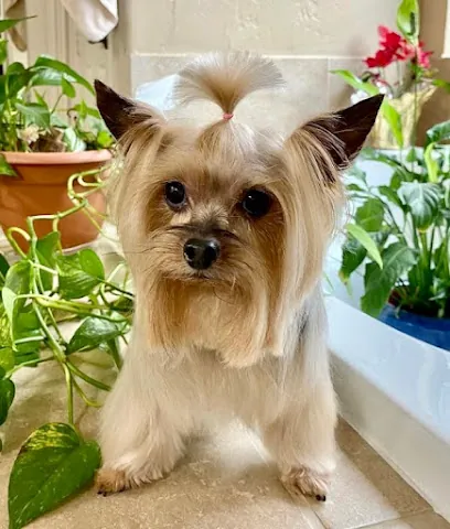 Mobile Dog Grooming - Tracy Pickel LLC — photo from their website