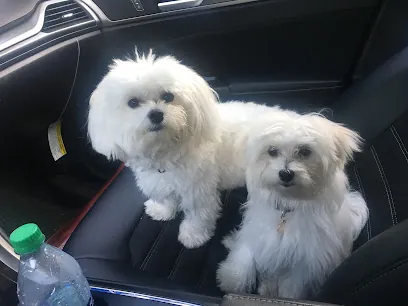 Going To the Dogs mobile grooming — photo from their website