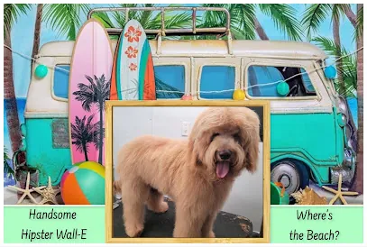 Door-to-Door Dog Grooming — photo from their website
