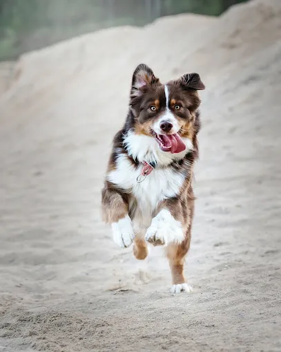 Posh Wash Mobile Dog Grooming — photo from their website