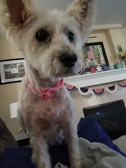 Dashing Doggy Mobile Grooming — photo from their website