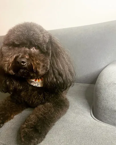 Dogo Salon & Mobile — photo from their website