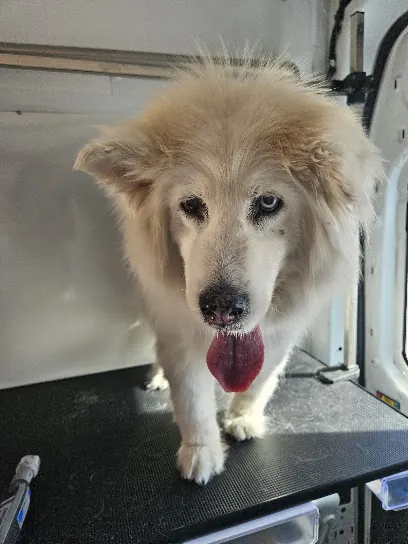 Waggy Tails Mobile Pet Grooming — photo from their website
