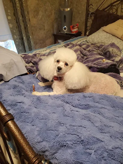Cloud 9 Mobile Pet Salon — photo from their website