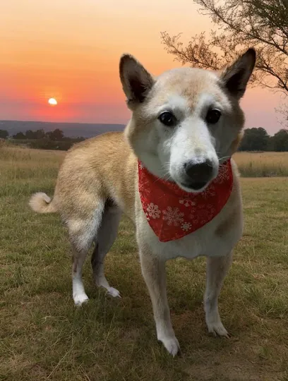Zen mobile grooming — photo from their website