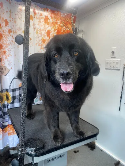 Doggie Stylez Mobile Salon & Spa LLC — photo from their website