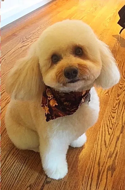 Hair Today Gone Tomorrow Mobile Grooming — photo from their website