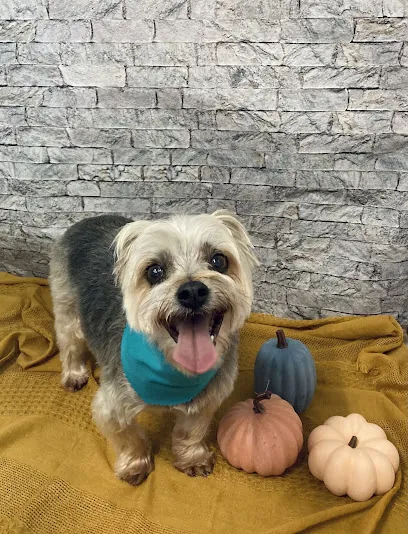 Platinum Mobile Grooming — photo from their website