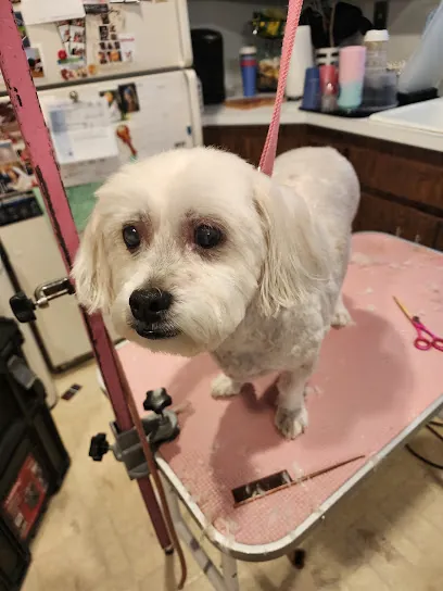 Woof Woof Mobile Dog Grooming — photo from their website