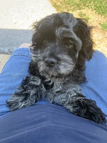 Eve's Elegant Mobile Dog Grooming — photo from their website