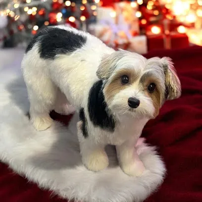 All Fur Luv mobile dog grooming — photo from their website