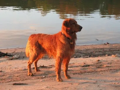 Pooch Purrfect Mobile Grooming — photo from their website