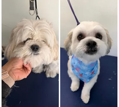 Cuddles & Cuts – In-Home Dog Grooming — photo from their website