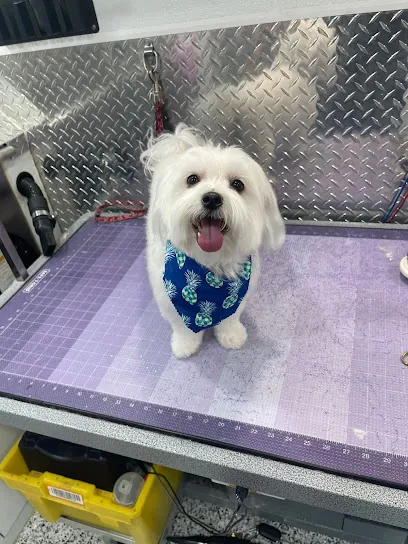 Spawcial Mobile Pet Grooming — photo from their website