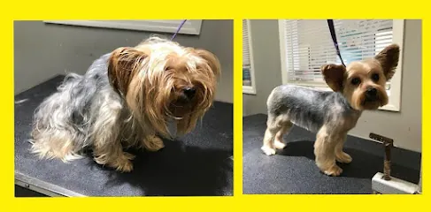 Gus Mobile Grooming Services — photo from their website