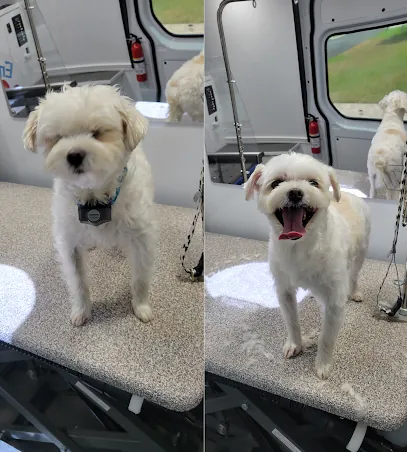 Endless Pawsibilities Mobile Grooming — photo from their website