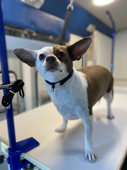 Toni Loves Mobile Grooming — photo from their website