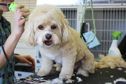 Boca Mobile Pet Grooming — photo from their website