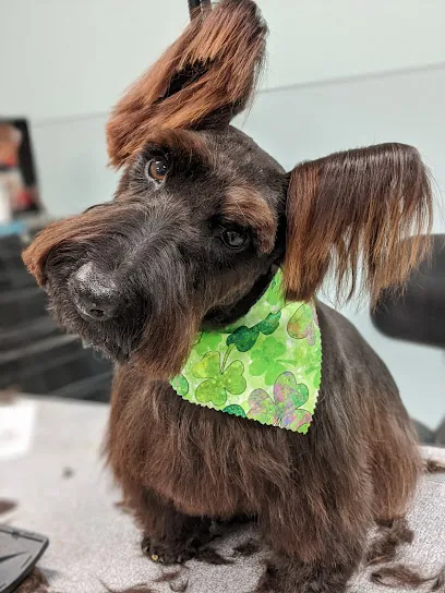 Dapper Dog Mobile Grooming Salon — photo from their website