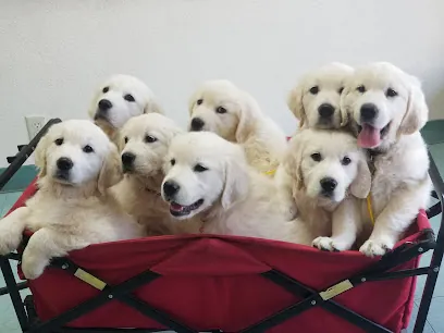 Camp TLC Pet Resort — photo from their website