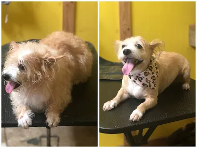 Shaggy 2 Chic Mobile Grooming Boutique — photo from their website