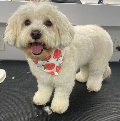 Mr. Anthony Pet Grooming Mobile — photo from their website