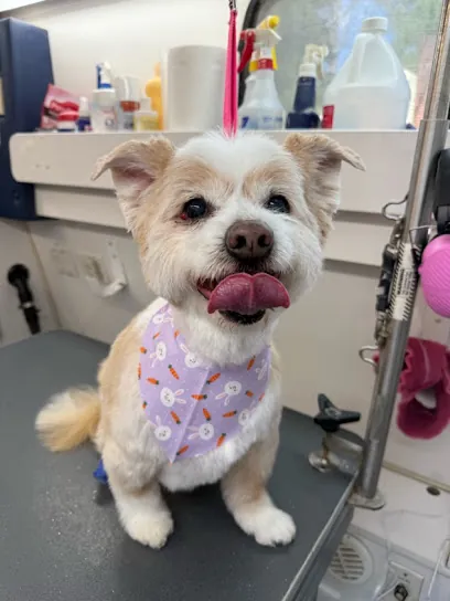 Whisker Wash Mobile Grooming — photo from their website