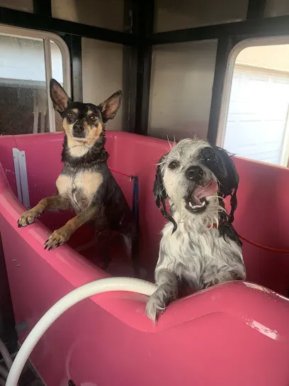 One Love Mobile Grooming — photo from their website