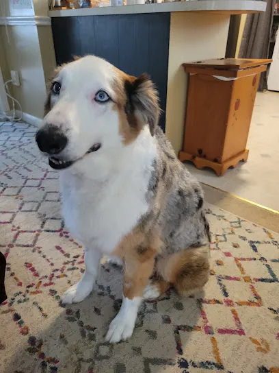 Barkhaus Mobile Pet Spa — photo from their website