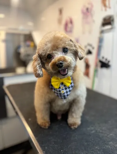 Golden Paws Mobile Spa — photo from their website