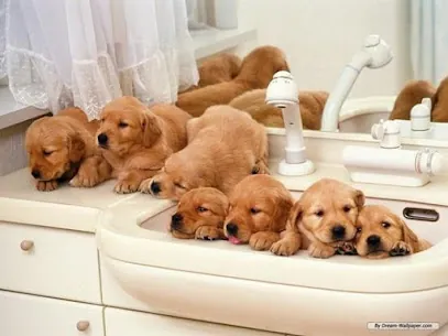 In Home Pet Groomer — photo from their website