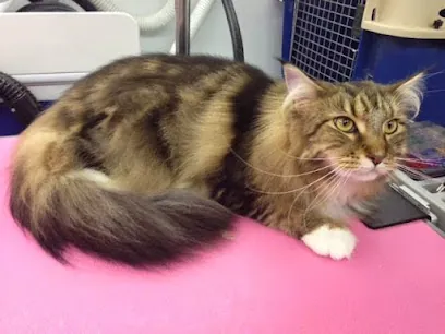 Dashing Dogs and Cats Mobile Salon — photo from their website