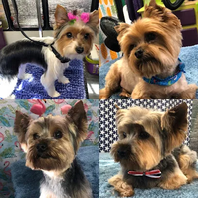 Chasin' Tails Mobile Dog Spa — photo from their website