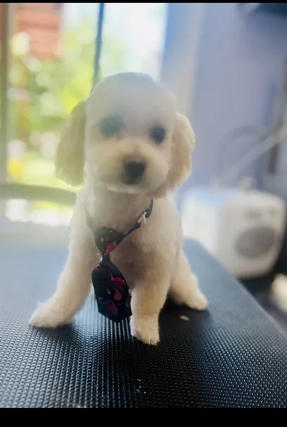pampered paws in-home dog grooming — photo from their website