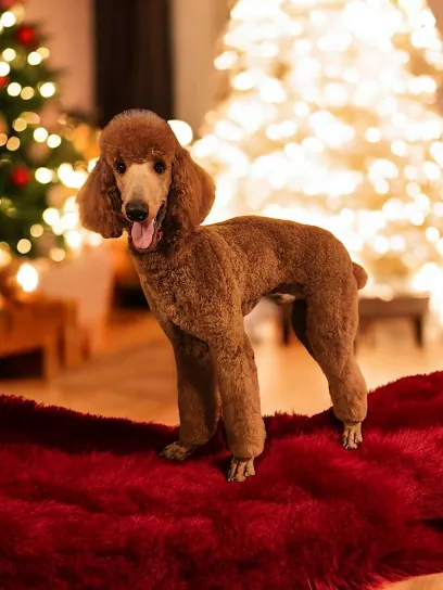 Vanity Fur Mobile Paw Spa — photo from their website