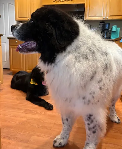 Breezy Tails Mobile Pet Grooming — photo from their website