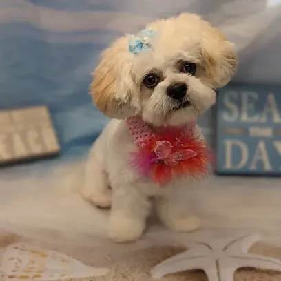 Whimzy Pawz Mobile Grooming Spa — photo from their website