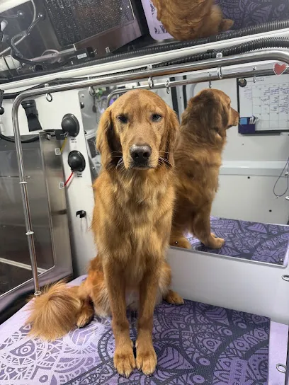 Whitney's Mobile Grooming — photo from their website